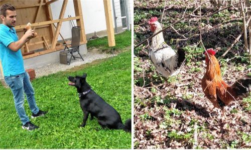 Sebastian Czernia, Hunde-Experte des Tierheims Ostermünchen, hatte sich mehrmals auf die Suche nach den vier herrenlosen Gockeln gemacht. Foto  Stache, Johanna Grasser