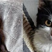 Sunny und Babsi suchen Schmusepartner