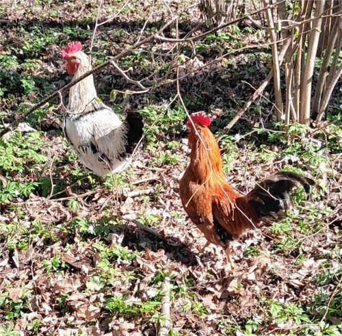 Tierischer Einsatz für die Polizei: Hat in Tuntenhausen ein Unbekannter vier Gockel ausgesetzt? Diese beiden Exemplare sowie zwei weitere wurden in einem Waldstück an der Staatsstraße 2080 entdeckt. Foto Johanna Grasser, dpa