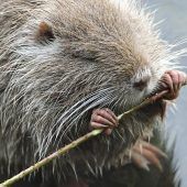 Vier Jungbiber brutal getötet