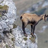 Feuerpause für die Gams