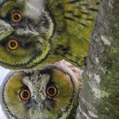 Unwiderstehliche Eulen-Blicke