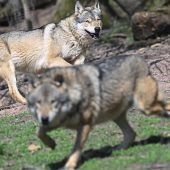 Wolfs-Abschuss: EU macht Weg frei