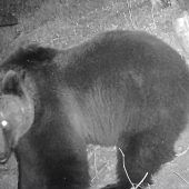 Bärenspuren im Grenzgebiet
