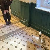 Polizei rettet Gänsefamilie