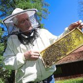 Die Bienenjägerin ist auf dem Vormarsch