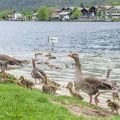 Spritzen gegen Gänseplage
