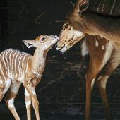 Baby-Boom in Hellabrunn
