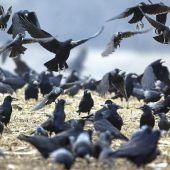 Landwirte klagen über Krähen auf den Feldern
