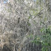 Invasion der Gespinstmotten