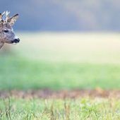 Verbissener Streit um den Wald