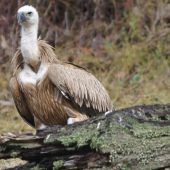 Gänsegeier an Bleivergiftung verendet