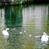 Fürsorgliche Schwaneneltern