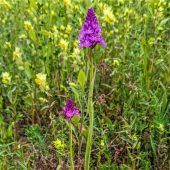 Seltene Orchidee ausgerissen