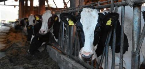 Auf einem weiteren Hof in Griesstätt wurden laut Landratsamt Mängel nachgewiesen. Foto dpa (Symbolbild)