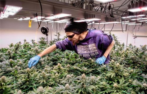 Bis das Raublinger Gras sprießen kann, wie hier in Ganderkesee (Niedersachsen), wird es noch einige Monate dauern. Foto dpa