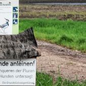 Kiebitz-Paradies dank Starkregen