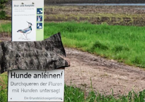 Der Kiebitz benötigt Ruhe, damit der Bruterfolg nicht gefährdet wird. Foto Katharina Schlegl-Kofler