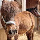 Das zweite Leben der Pferde