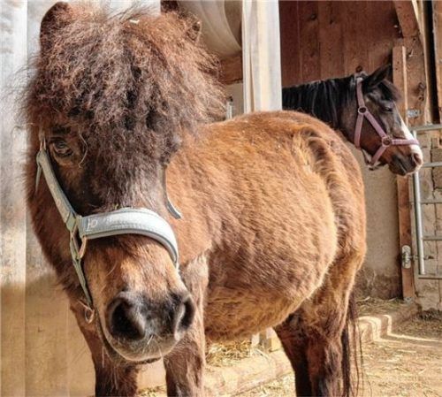 Der kleine Pony-Wallach Felix bleibt auch bei Kindern entspannt und Chilena (im Hintergrund) freut sich über jede Krauleinheit.