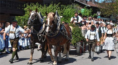 Die erfolgreichen Maibaumdiebe aus Altenbeuern brachten ihre Beute mit dem Pferdegespann zurück nach Flintsbach. Foto Ruprecht