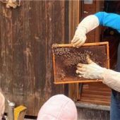 Kinder lernen über Bienen