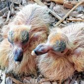 Brieftaubenzüchter rüsten sich für Flugsaison