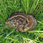 Innovative Technik rettet Rehkitze vor dem sicheren Tod