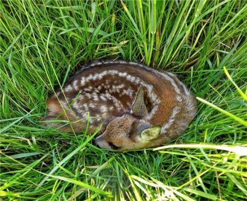 Dieses Rehkitz konnte gerettet werden. Foto re
