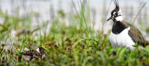 Ein Kiebitz mit einem Jungen: Landwirte ermöglichen den erfolgreichen Schutz der bedrohten Vogelart im Alpenvorland. Foto BUND