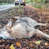 Leben Wolfsfamilien und ein Bär im Chiemgau?
