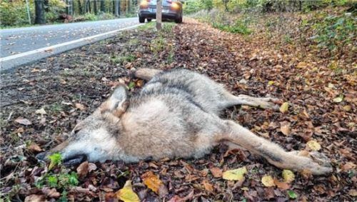 Ein überfahrener Wolf (Symbolbild). Foto Nord-West-Media TV/dpa