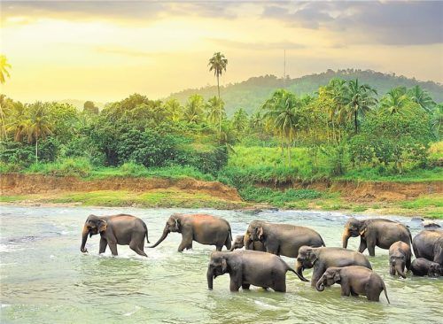 Elefanten in freier Wildbahn: Fühlen sie sich nicht bedroht, sind die Riesen ganz sanft. Unten: Malaka Abeywardana vom Elefanten-Waisenhaus. Links: eine srilankische Köchin.