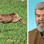 Wildernder Hund jagt Reh zu Tode