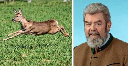 Für Rehe kann es tödlich enden, wenn ein frei laufender Hund die Verfolgung aufnimmt. Jakob Hündl, Vorsitzender der Jägervereinigung Rosenheim, ärgert sich sehr über solche Fälle. Fotos dpa/privat