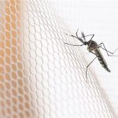 Insektenschutz für entspannte Sommernächte