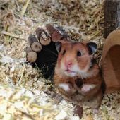 Mira will buddeln und klettern