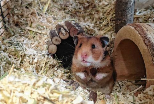 Hamsterdame Mira sucht ein neues Zuhause mit großem Käfig. Foto re