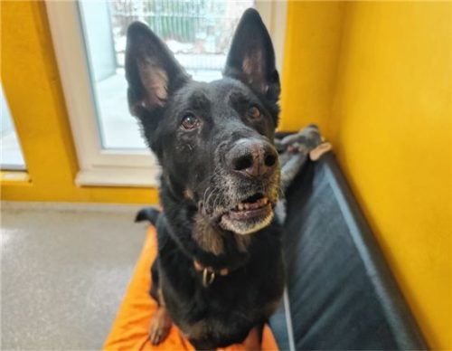 Hündin Bella ist für ihr Alter noch fit und aktiv. Foto re