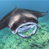 Aug in Aug mit Mantarochen und Walhai