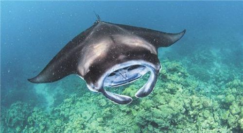 In die Meereshöhlen rund um die Maamunagau Lagune tauchen Mantarochen ab, um ihre Babys zur Welt zu bringen.