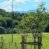 Junge Bäume richtig gießen