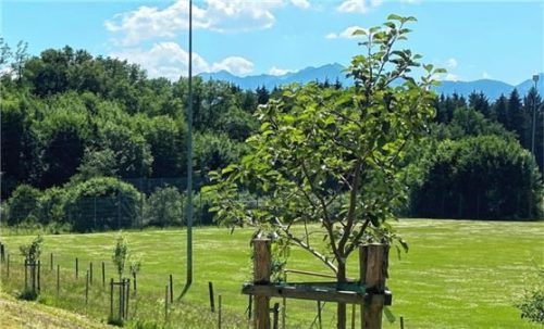 Jungen Bäumen muss geholfen werden – und das im Extremfall bis zu 15 Jahre lang, sagen die Experten der Kreisfachberatung für Gartenkultur und Landespflege.Foto Summerer