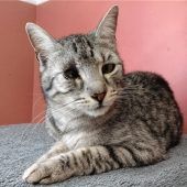 Kater mit Handicap sucht verständnisvolle Menschen