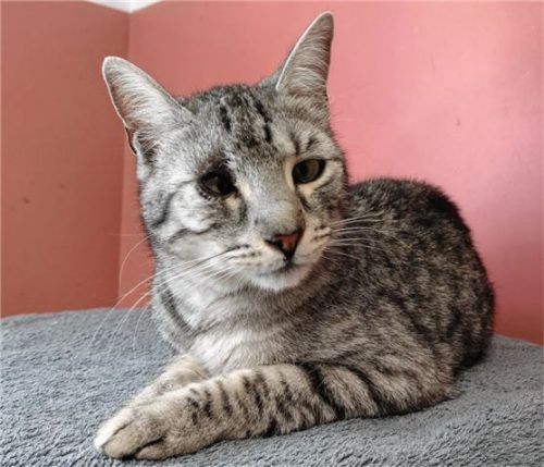 Kater Adonis wünscht sich endlich ein neues Zuhause. Foto re