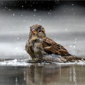 Stille Gärten: Die Vögel verschwinden