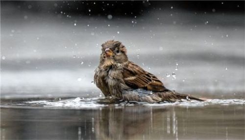 Oft zu sehen: Ein Haussperling, auch Spatz genannt, badet in einer Pfütze. Foto dpa