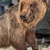 Bär und Ber im Ortsnamen