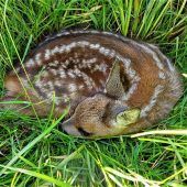 Hightech-Einsatz zum Schutz der Wildtiere