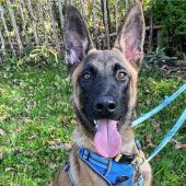 Malinois Stuart wartet auf liebevolles Zuhause